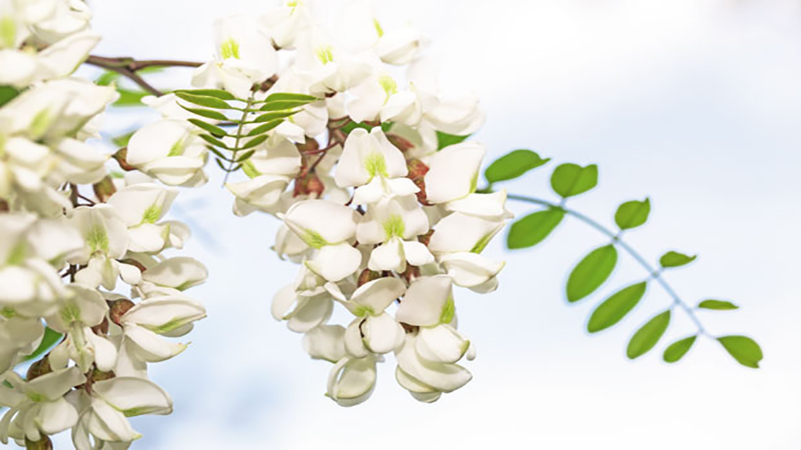 Black Locust (Robinia pseudoacacia)