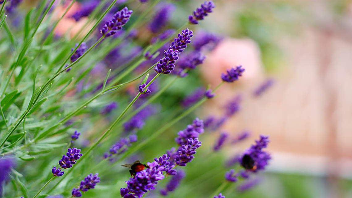 Lavender (Lavandula)
