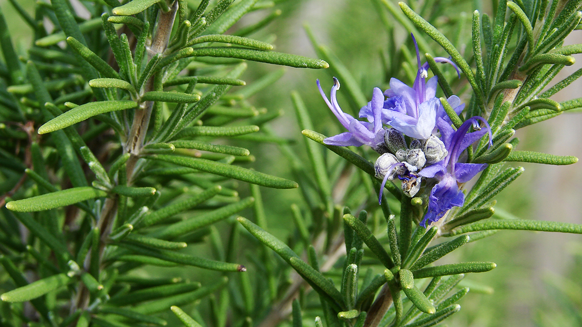Rosemary (Rosmarinus officinalis)