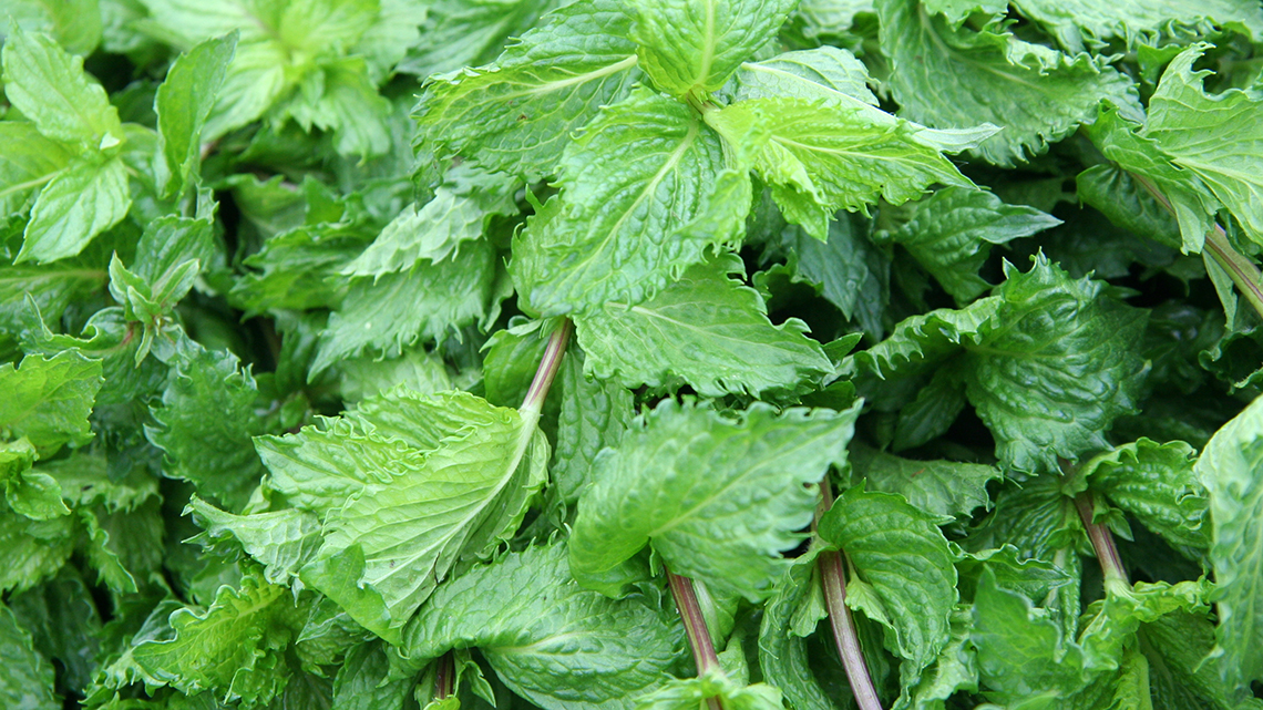 Discover the myriad health benefits of Spearmint (Mentha spicata 'Nana'). From aiding digestion and relieving headaches to reducing stress, this aromatic herb offers a natural remedy