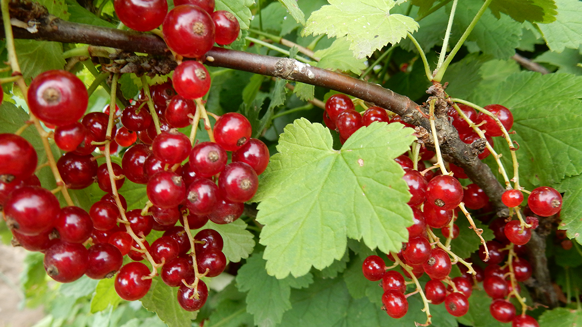 Red currant (Ribes rubrum)
