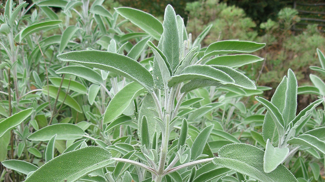 Sage (Salvia officinalis) offers health benefits, from antimicrobial and anti-inflammatory properties to digestive aid. Learn about its diverse uses