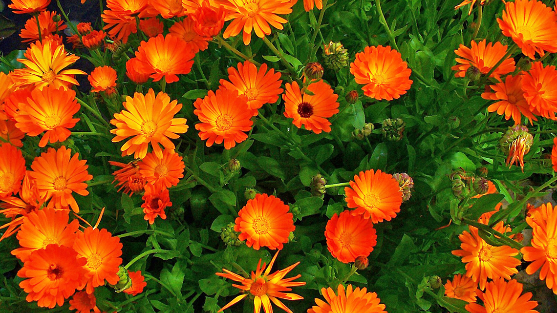 Discover the healing powers of Marigold (Calendula officinalis) – a natural remedy with anti-inflammatory, antibacterial, and antioxidant benefits