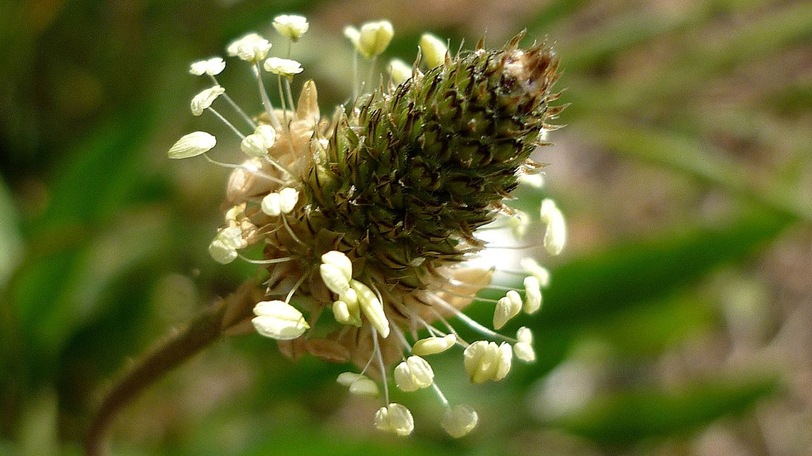 Discover the healing power of Plantain (Plantago). From skincare to respiratory health, explore the benefits of over 200 plant species worldwide