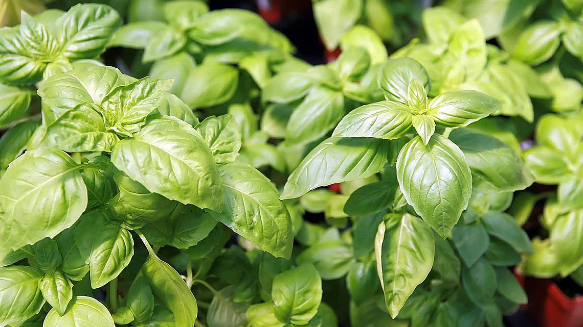 Bosiljak - aromatična biljka sa slatkim i pikantnim ukusom, idealna za kulinarstvo i tradicionalnu medicinu. Saznajte više o uzgoju i korisnim svojstvima bosiljka