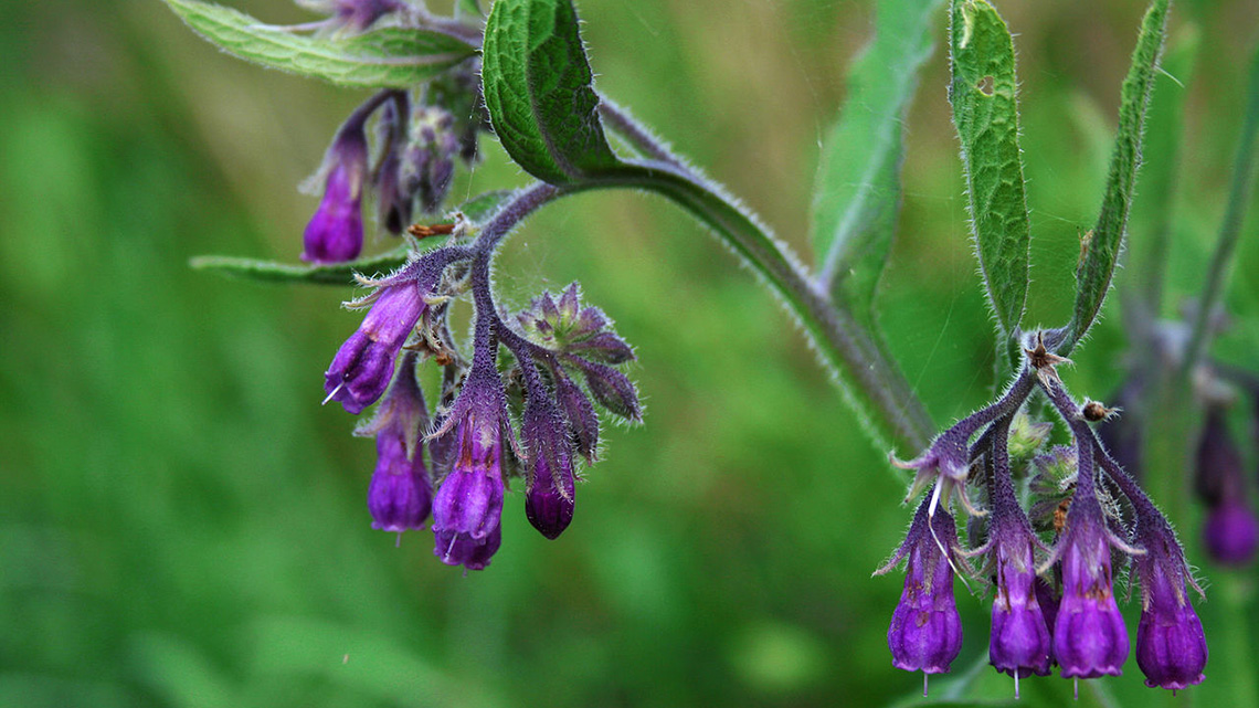 Gavez (Symphytum officinale)
