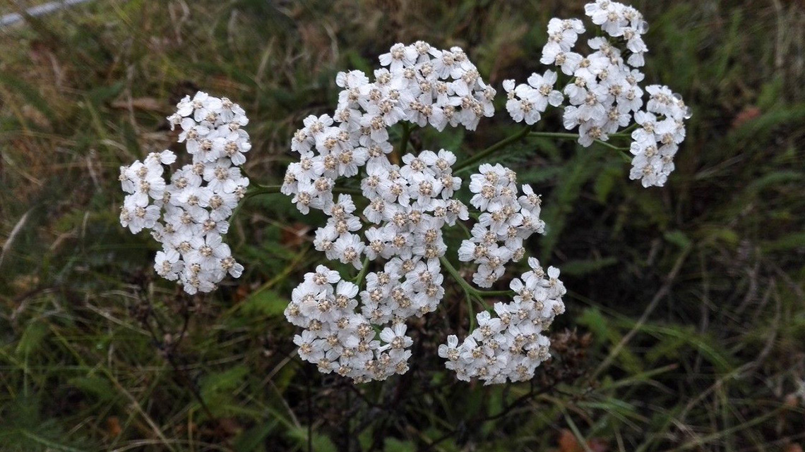 Discover the healing power of Yarrow (Achillea millefolium). Anti-inflammatory, antibacterial, and more. Explore its benefits in traditional medicine