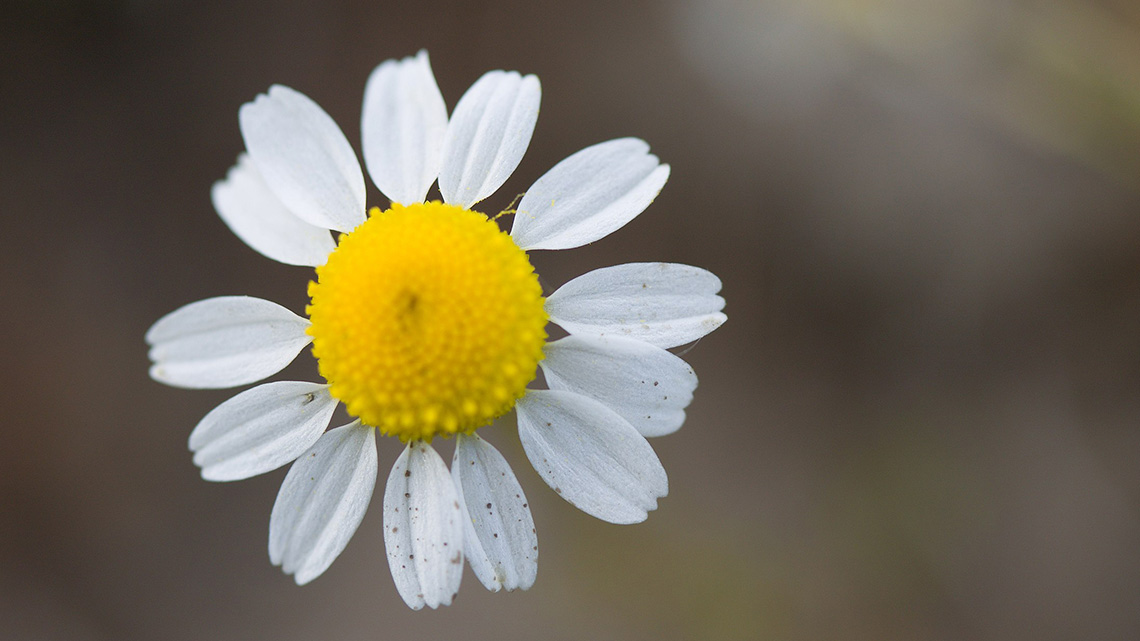 Chamomile (Matricaria chamomilla)