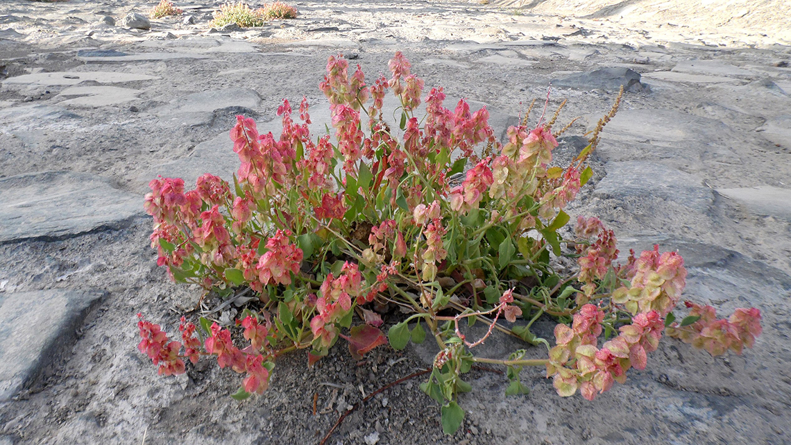 Uncover the medicinal wonders of Sorrel (Rumex) - harnessing antioxidants, anti-inflammatory prowess, and diuretic benefits. Essential tips for use and caution