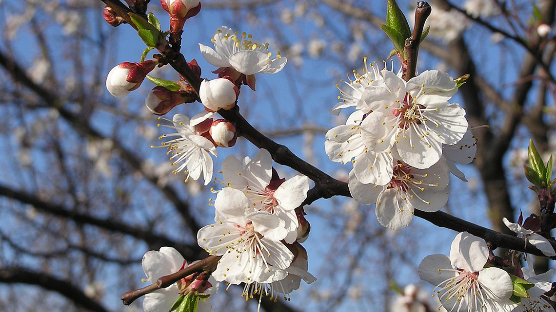 Kajsija (Prunus armeniaca)