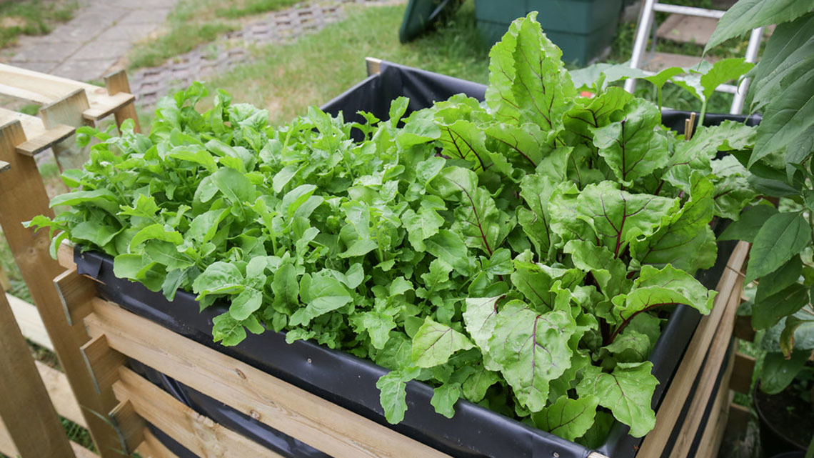Arugula (Eruca sativa)