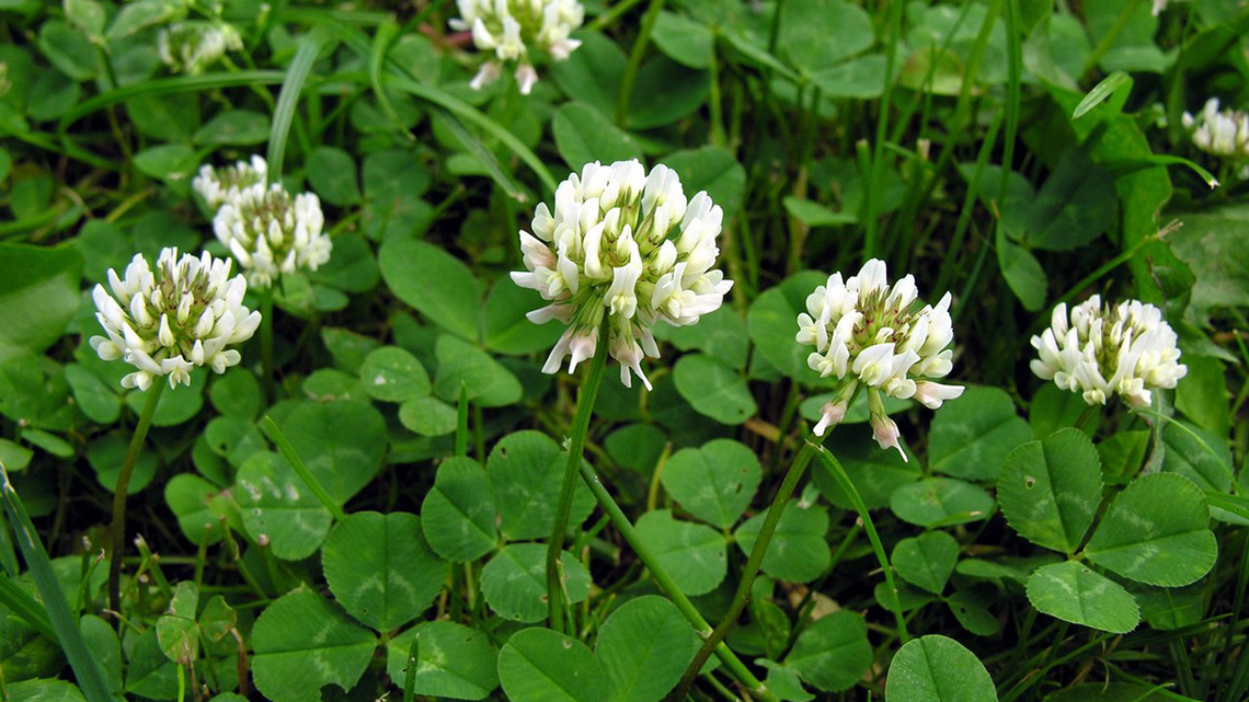 White clover (Trifolium repens)