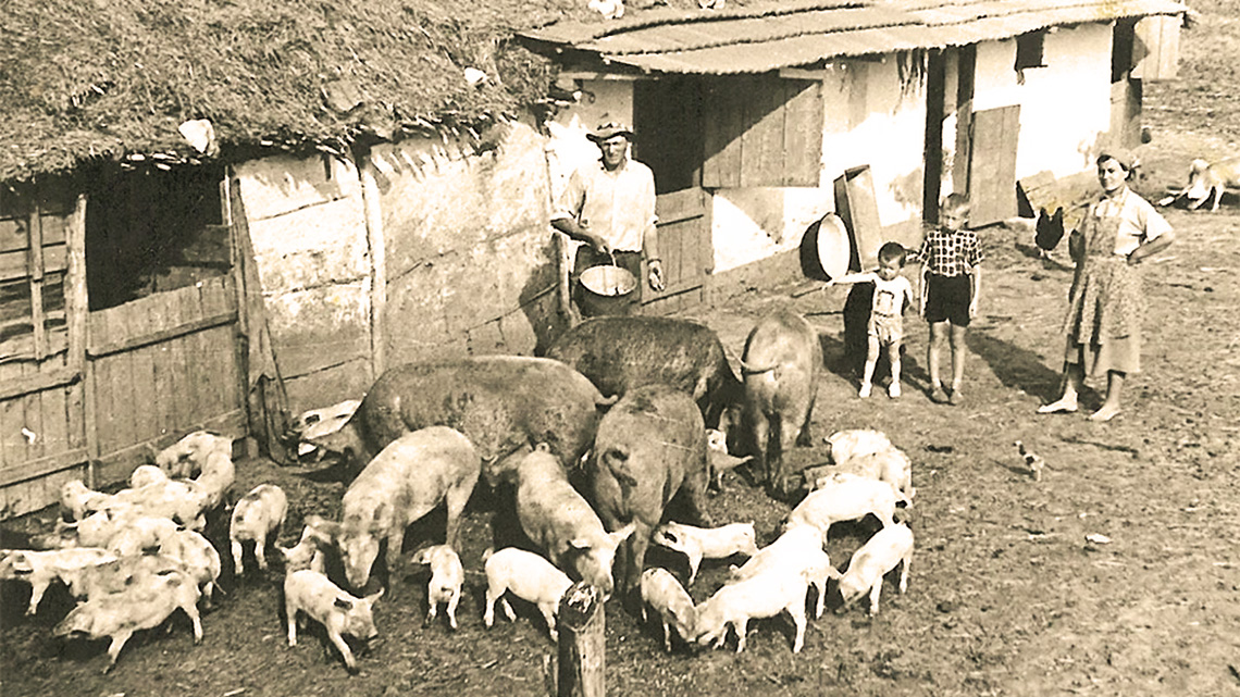 Livestock Production and Agri-Industrial Development in Novi Bečej (1976–1985)