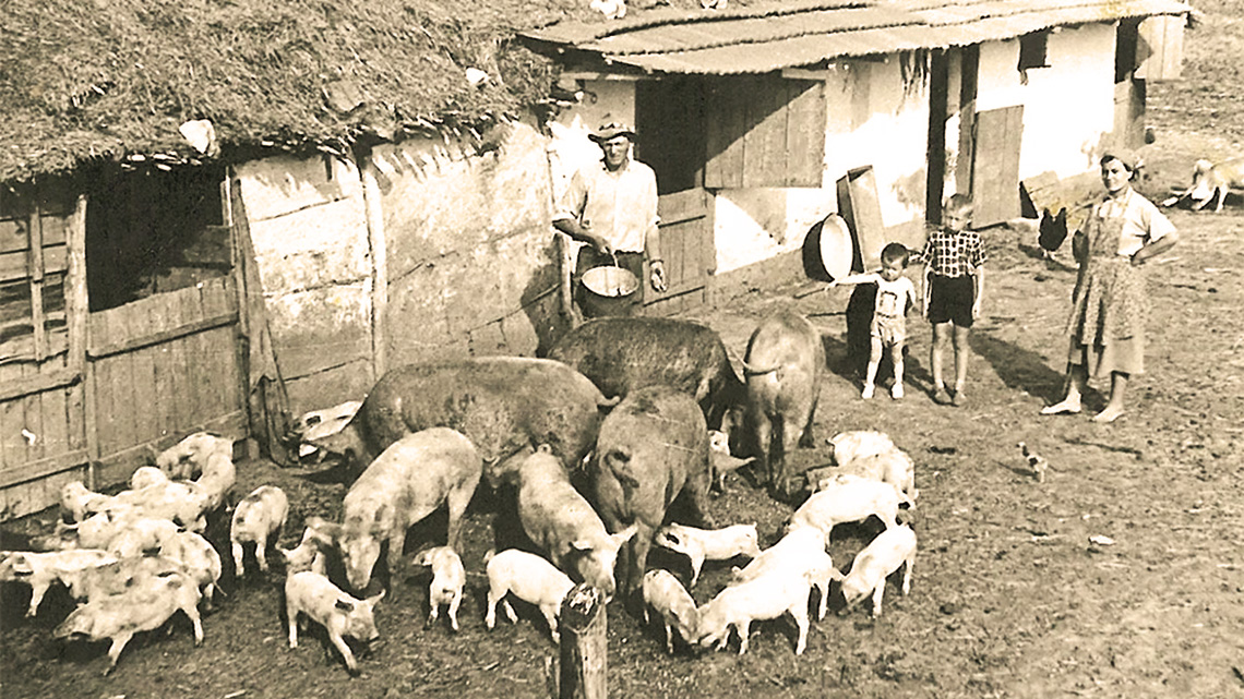 Economic analysis of agriculture and animal husbandry in Novi Bečej: Challenges and perspectives (1970-1985)
