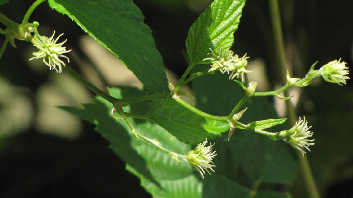 Hops (Humulus lupulus)
