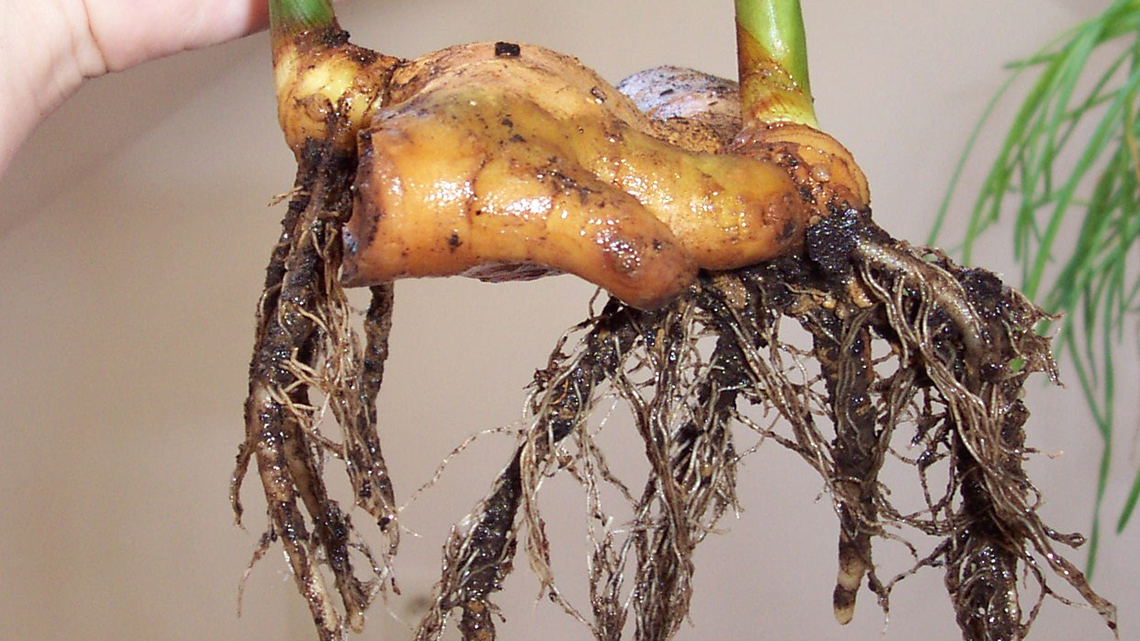 Ginger (Zingiber officinale): A Plant with Powerful Flavor and Beneficial Properties