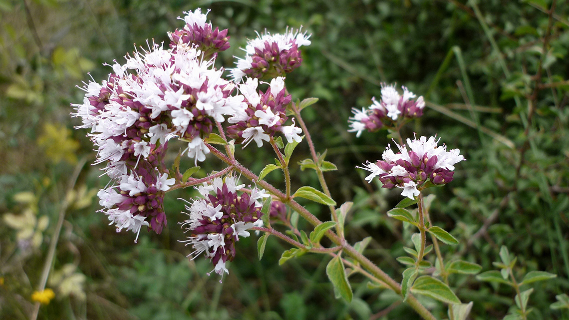 Wild oregano (Origanum vulgare)
