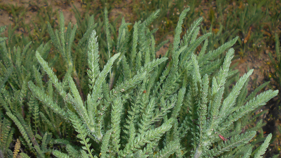 Koprivnjača (Achillea crithmifolia)