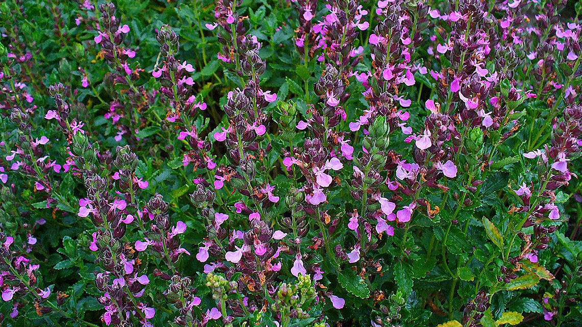 Germander (Teucrium chamaedrys)