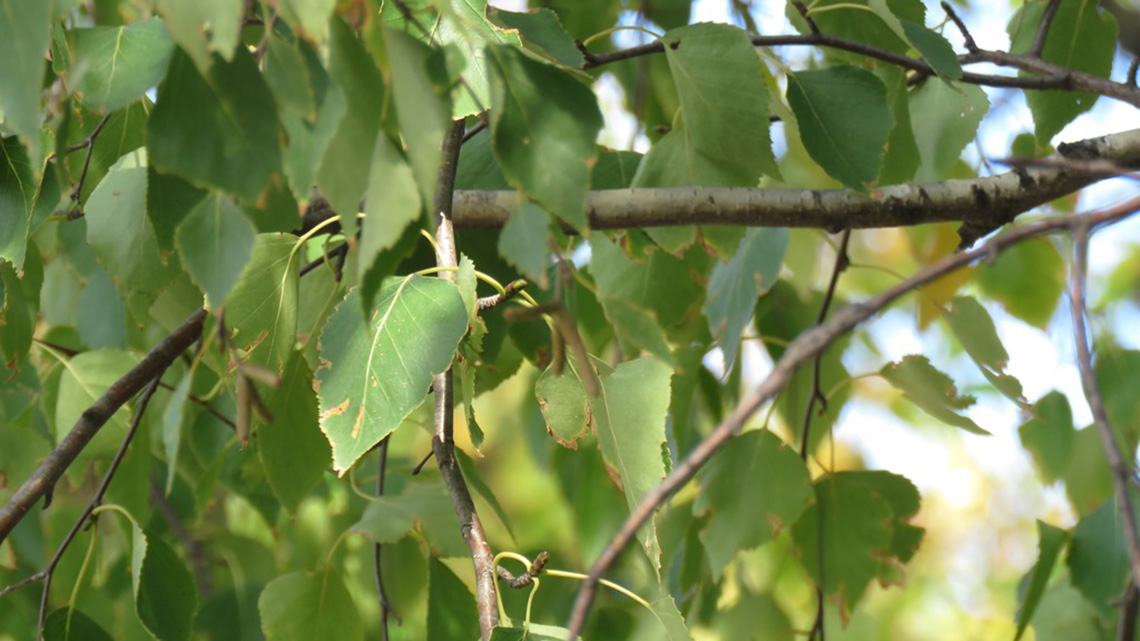 Birch Tree (Betula pendula): A Symbol of Elegance and Vitality