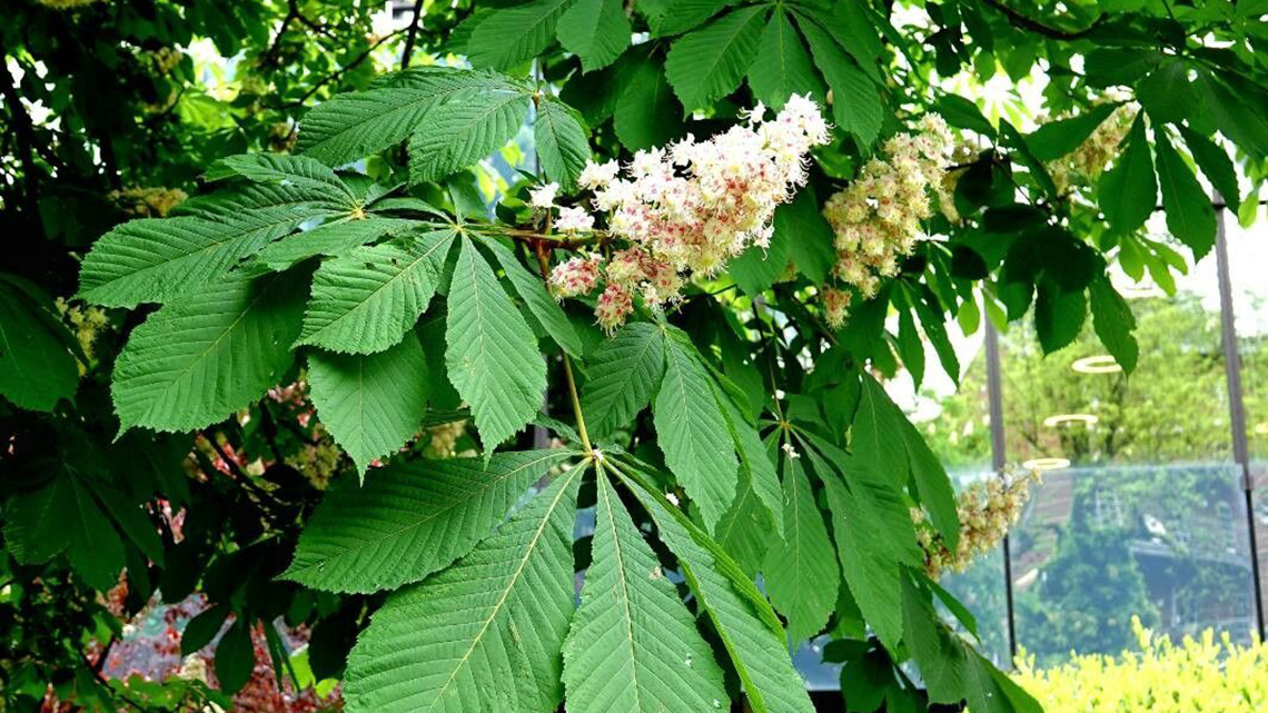 Horse Chestnut (Aesculus hippocastanum): The King of Autumn