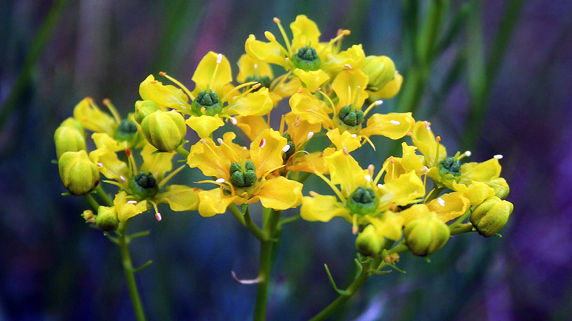 Rue (Ruta graveolens)