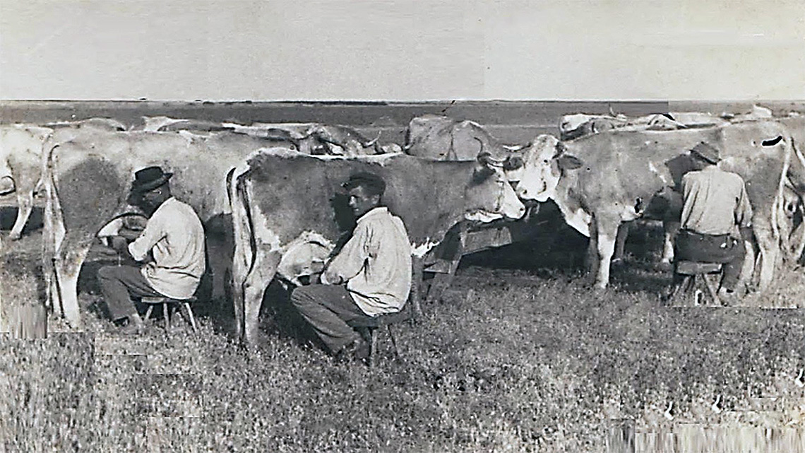 Čuvari seoskog stada