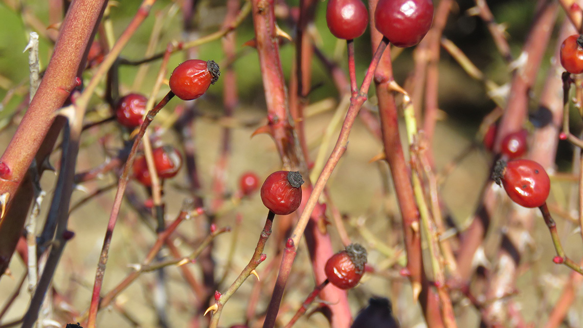 Rosehip (Rosa canina)