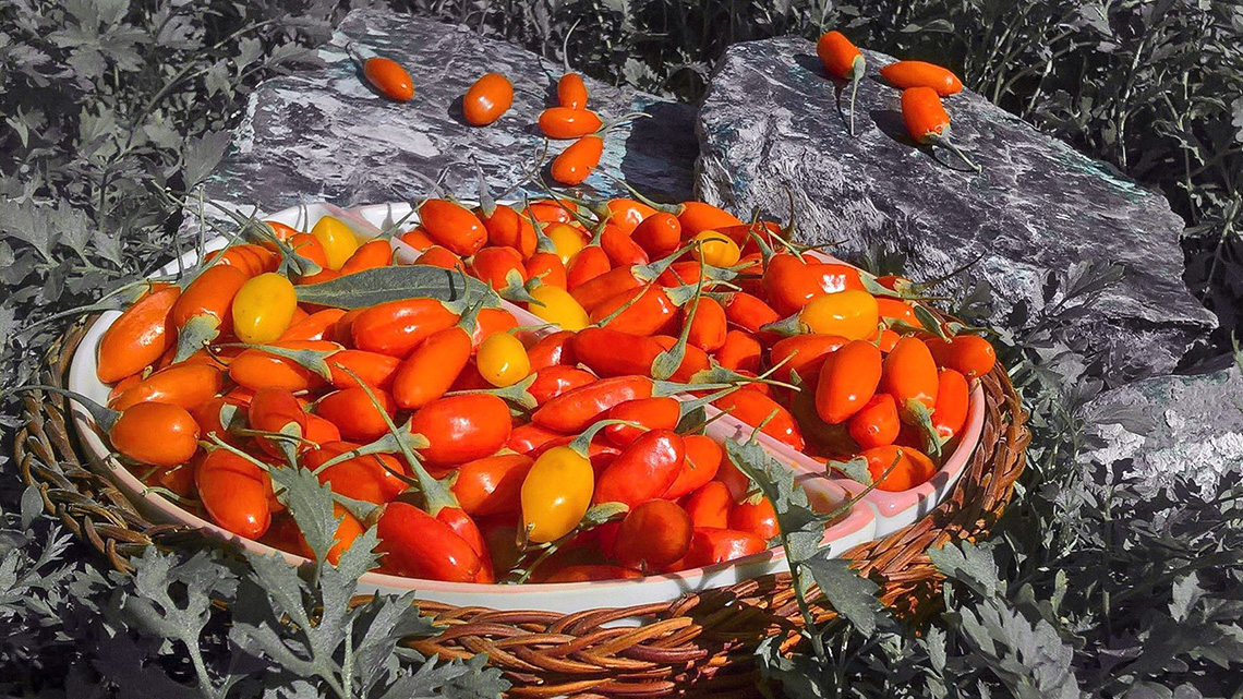 Goji Berries (Lycium barbarum): The Superfood Taking Over the World