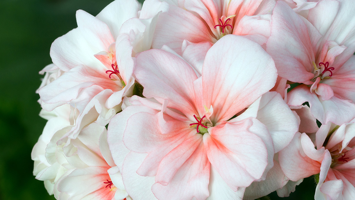 Pelargonium: A Splash of Color and Fragrance for Your Home