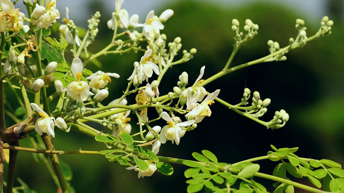 Moringa (Moringa oleifera) – The Superplant with Numerous Health Benefits