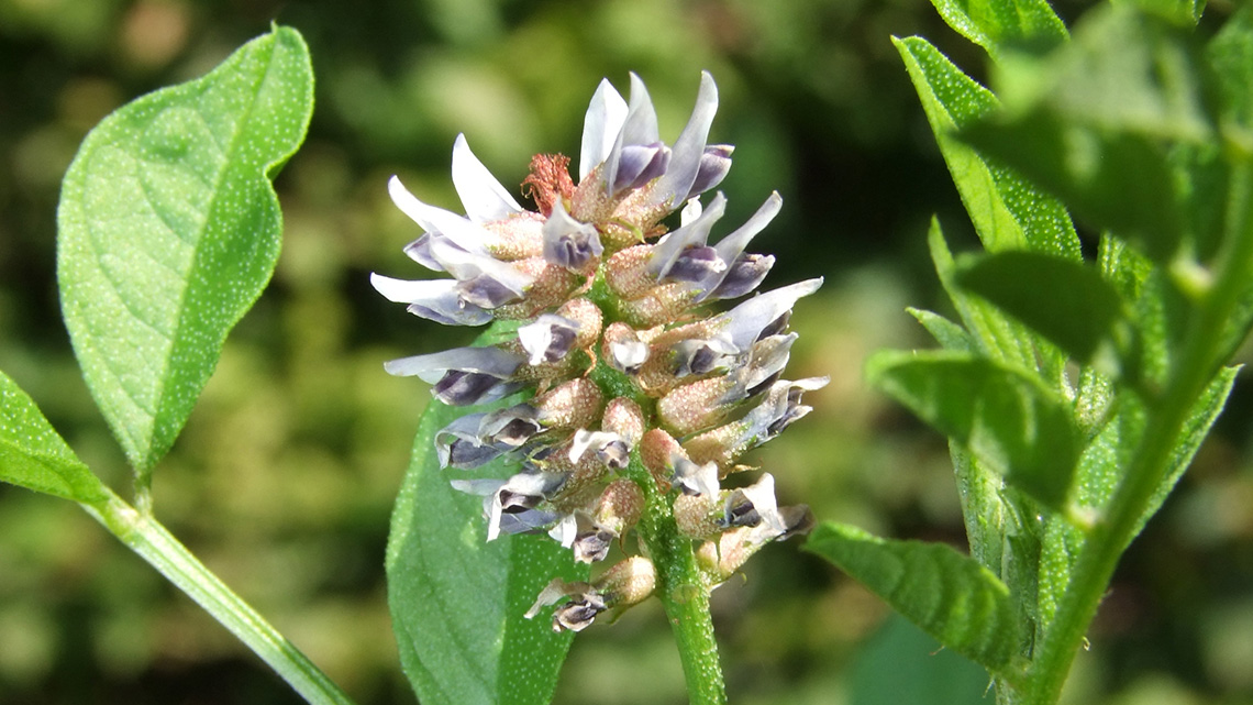 Licorice (Glycyrrhiza glabra): A Natural Remedy and Fragrant Plant