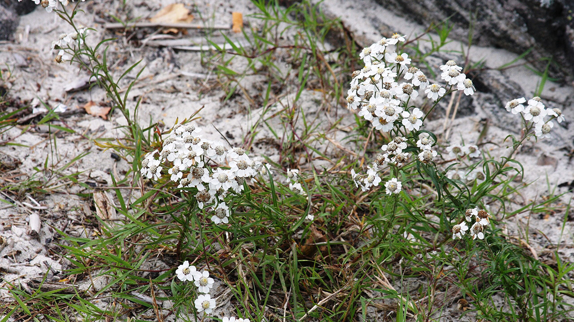 Yarrow (Achillea ptarmica): The Queen of Green Meadows