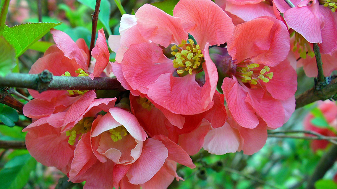 Japanese Quince (Chaenomeles japonica) – Ornamental and Medicinal Plant