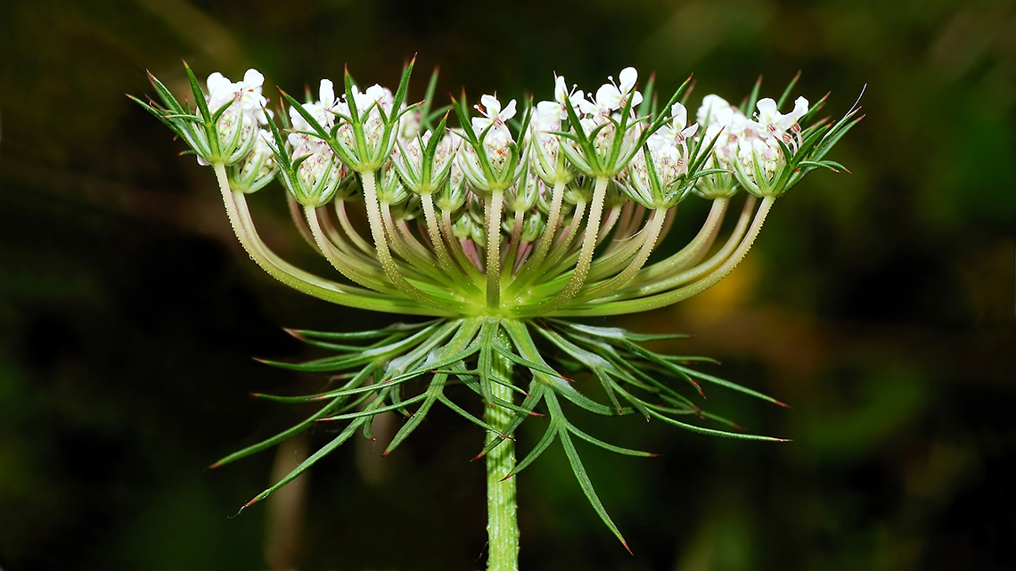 Divlja šargarepa (Daucus carota)