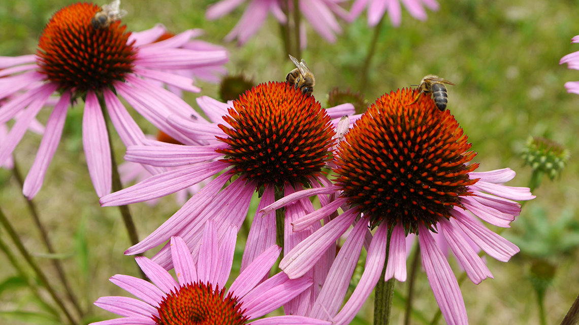 Ehinacea (Echinacea purpurea)