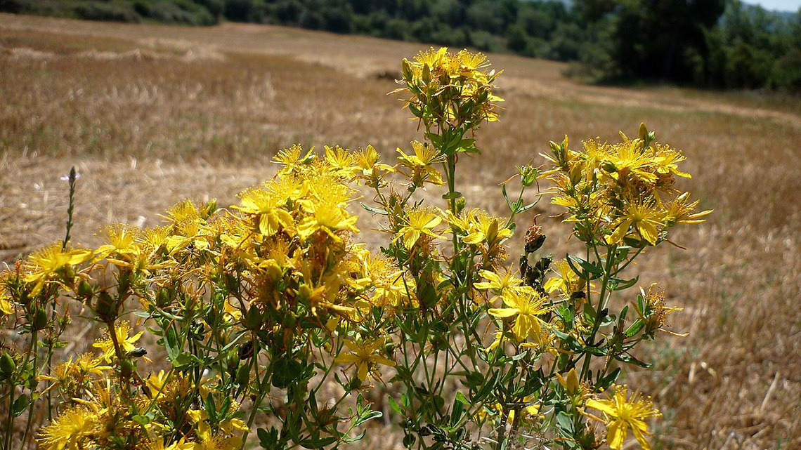Gospina trava (Hypericum perforatum)