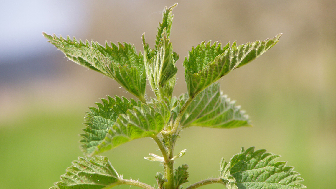 Otkrijte ljekovita svojstva koprive (Urtica dioica) - bogata vitaminima i mineralima. Saznajte kako koristiti koprivu u pripremi zdravih čajeva i jela