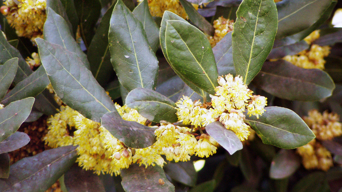 Lovor (Laurus nobilis)
