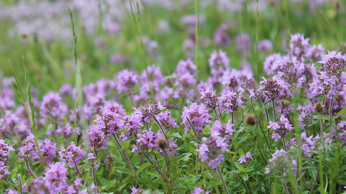 Majčina dušica (Thymus serpyllum)
