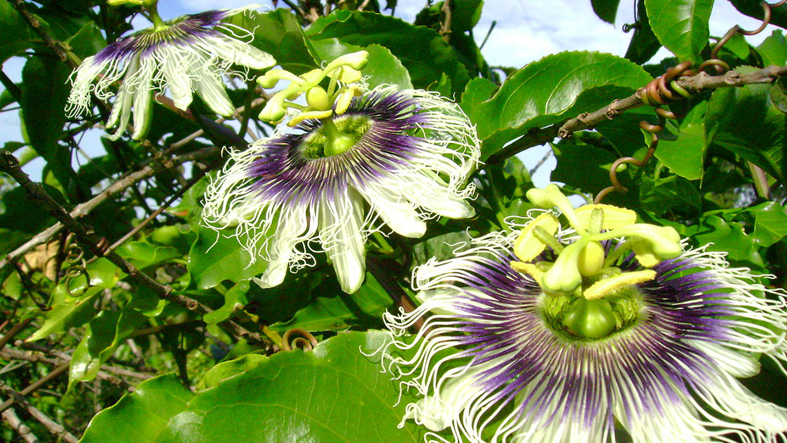 Passiflora